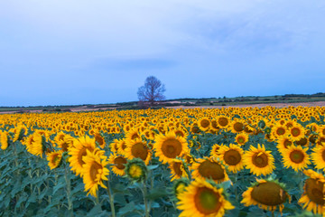 Obraz premium Sunflowers field