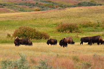 Herd of buffalo roaming and grazing the plains of North Dakota.
