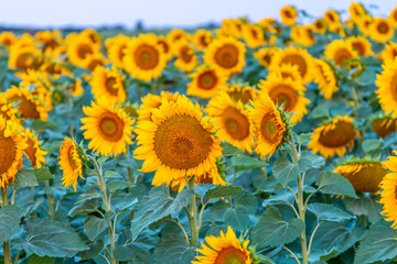 Obraz premium Sunflowers field