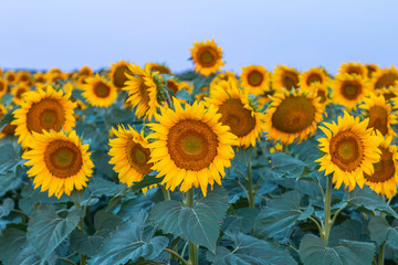Sunflowers field