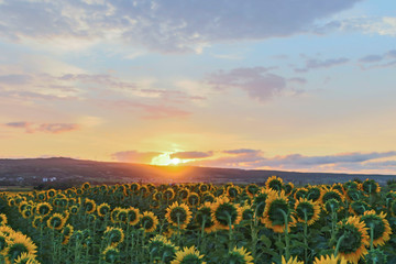 Sunflowers field