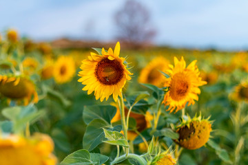 Fototapeta premium Sunflowers field