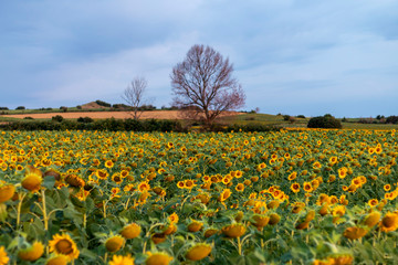 Sunflowers field