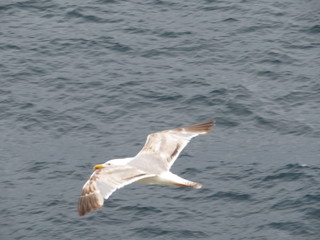 Beautiful gulls of great beauty and nice color mugging for the camera
