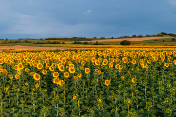 Sunflowers field