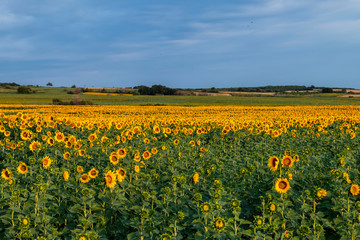 Sunflowers field