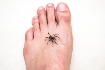 Brown spider attacking person. Venomous spider biting foot, spider bite, bite of venomous animal. Arachnophobia.
