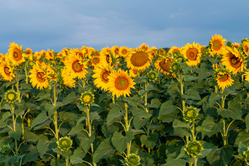 Sunflowers field