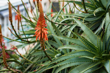 red flowers in aloe vera plant