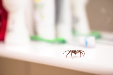 Poisonous spider inside residential toilet. Arachnophobia concept, fear of spider. Spider bite or...