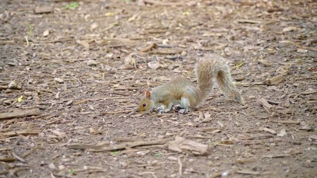 Squirl eating and walking in park New York