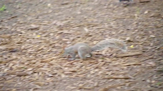 Squirl looking and walking in park New York