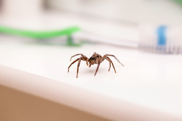 Poisonous spider inside residential toilet. Arachnophobia concept, fear of spider. Spider bite or fingering.