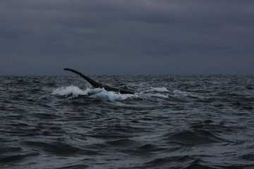 Glimpse of the tale of a humpback whale, megaptera novaeangliae, slapping the water at a cloudy day