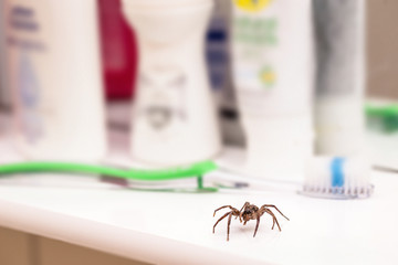 Poisonous spider inside residential toilet. Arachnophobia concept, fear of spider. Spider bite or fingering.
