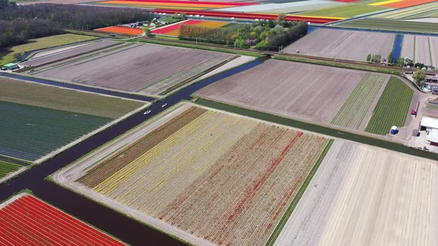 Aerial view of tulip bulb-fields in springtime, Holland, the Netherlands