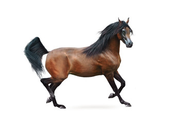 bay arabian horse running isolated on white background