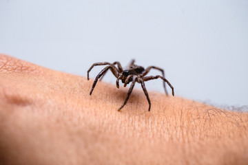 poisonous spider over person arm, poisonous spider biting person, concept of arachnophobia, fear of...