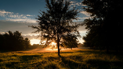 Fototapeta na wymiar Meadow with tree and sunrise in the country