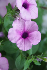 geranium purple