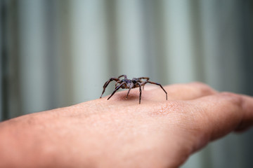 poisonous spider over person arm, poisonous spider biting person, concept of arachnophobia, fear of spider. Spider Bite.