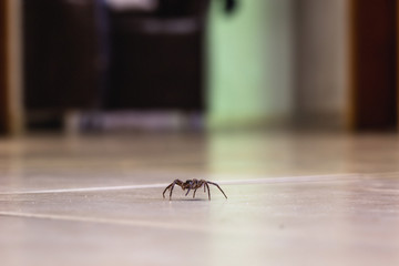 common house spider on a smooth tile floor seen from ground level in a floor in a residential home