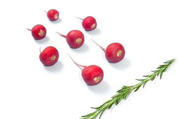 Crimson red radish and rosemary vegetable isolated on white background. Spermatozoon swimming toward the egg. New life conception. Healthy food conception