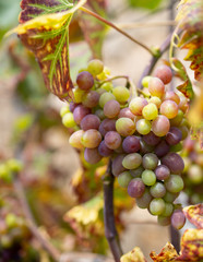 bunch of grapes on the vine