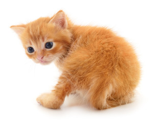Kitten on white background.