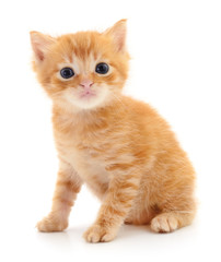 Kitten on white background.