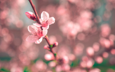 wild flowers sakura bush