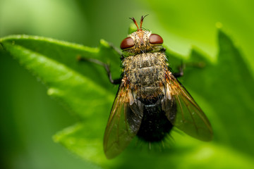 Closeup of an insect on a plant in the garden