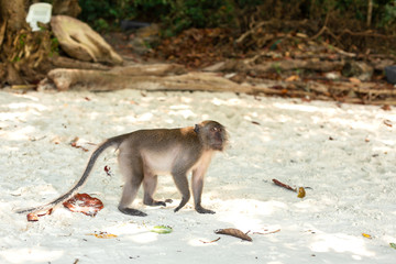 Little monkey cubs life on a tropical island