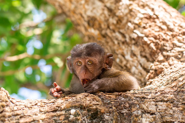 Little monkey portrait. Sits on a tree