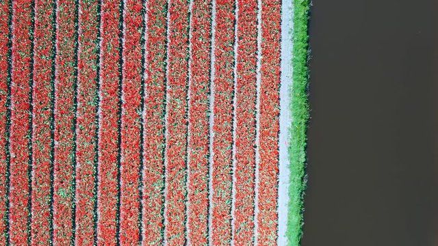 Aerial view of tulip bulb-fields in springtime, Holland, the Netherlands