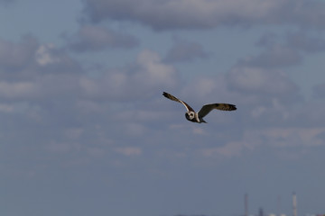 Short Eared Owl