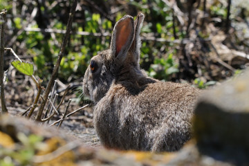 Rabbit