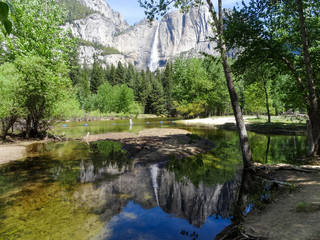 Fototapeta na wymiar Yosemite Falls Reflection Yosemite National Park