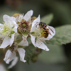 Wild flowers on the coast