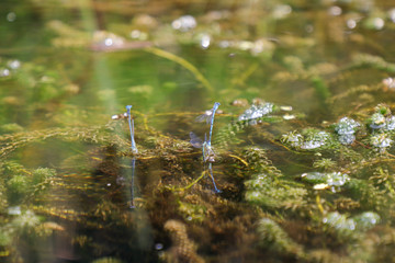 Damselflies