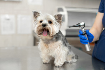 veterinarian exam a dog breed yorkshire terrier using otoscope in pet hospital