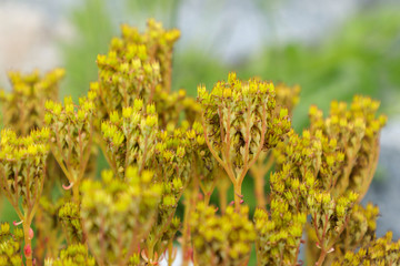 Wild flowers on the coast