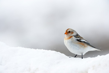 Little bird (Snow bunting) in winter