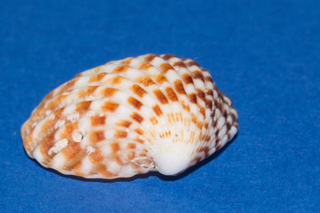 Seashell on blue background