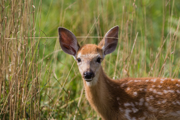 Young deer, Cervidae, standing in grass on a sunny summer afternoon