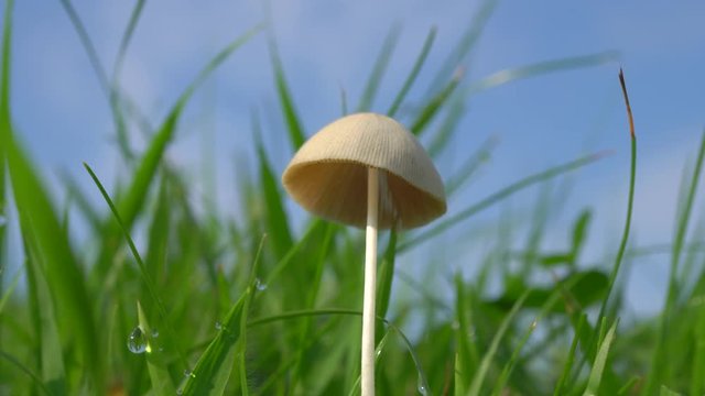 Tokyo,Japan-July 29, 2019: Closeup of Fungus pileus of Conocybe apala or Conocybe lactea or Conocybe albipes or white dunce cap or Kikogasatake
