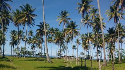 Coqueiros 