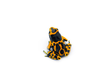 The yellow-banded poison dart frog isolated on white background