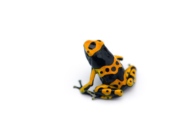 The yellow-banded poison dart frog isolated on white background