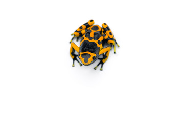 The yellow-banded poison dart frog isolated on white background